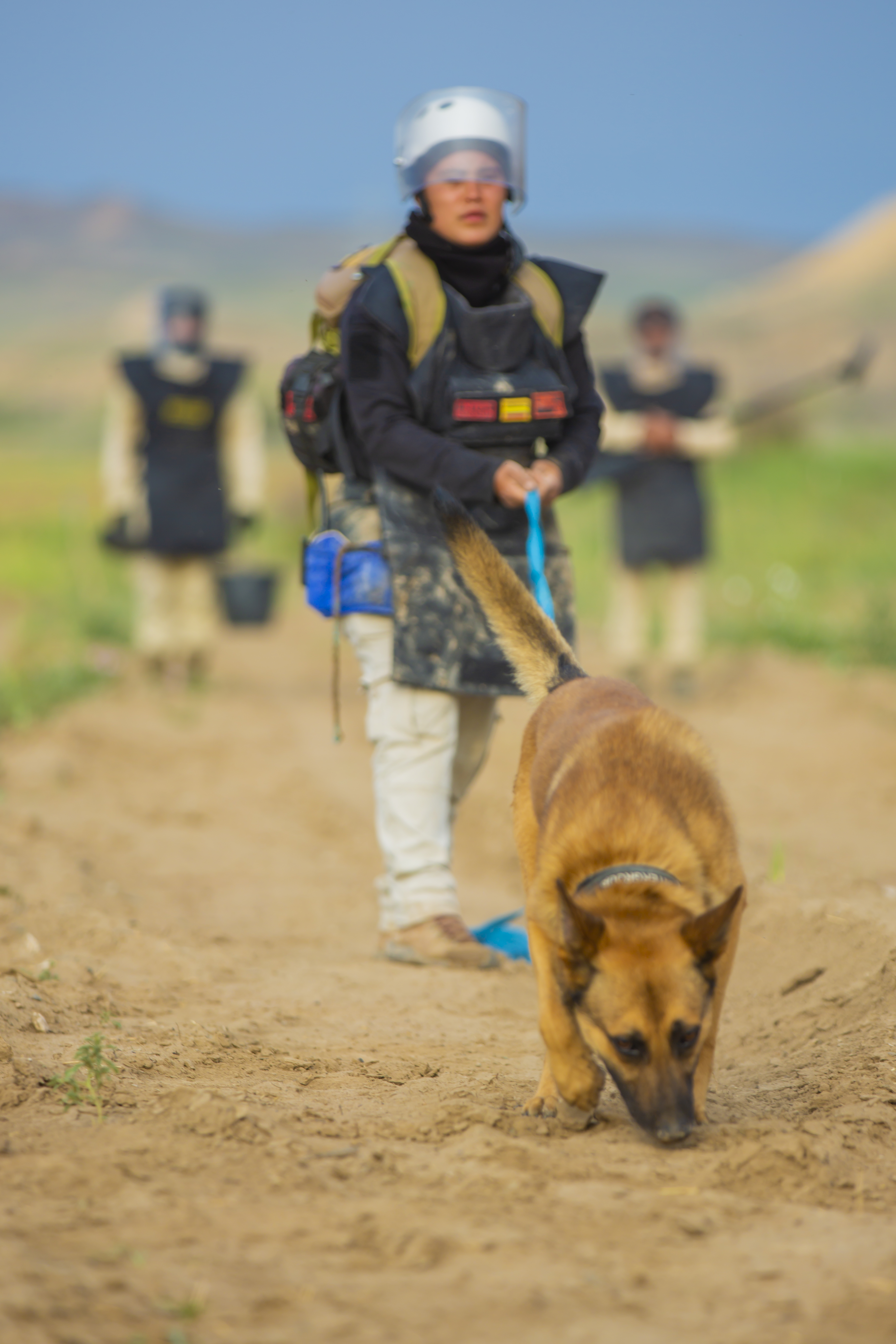 Malinois mine detection dog with handler sniffing for landmines