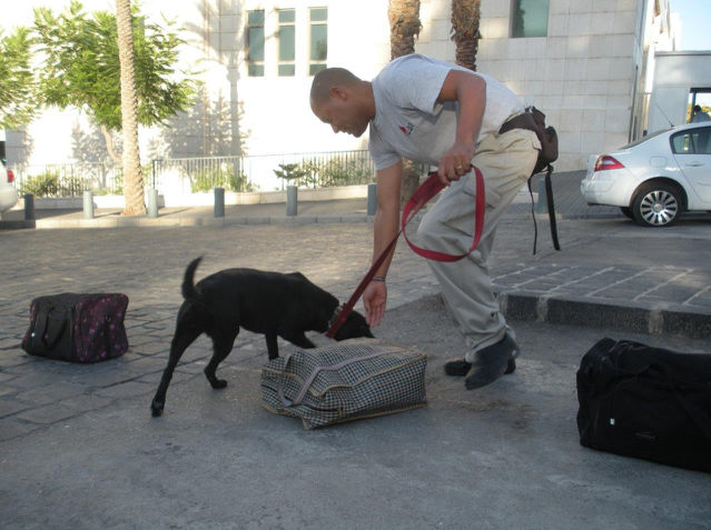 Explosives detection dog teams in Damascus Syria