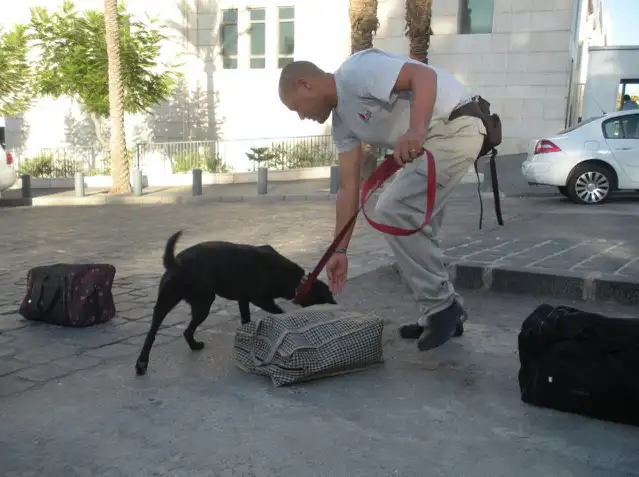 Explosives detection dog teams in Damascus Syria