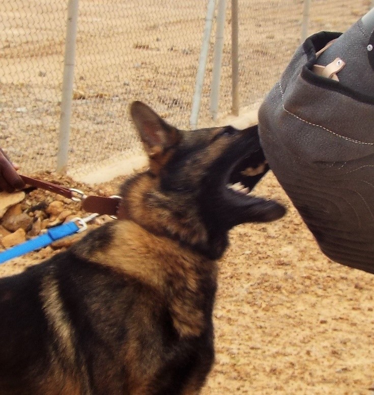 Detection and patrol dogs Burkina Faso