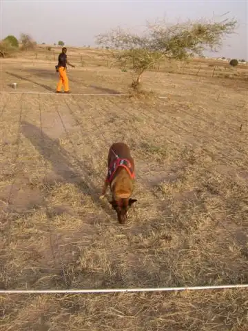 Mine detection dog teams South Sudan