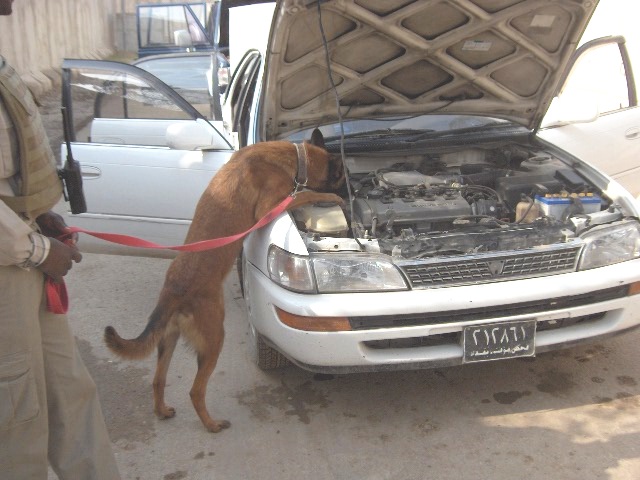 Explosive detection dogs in Gao, Mali
