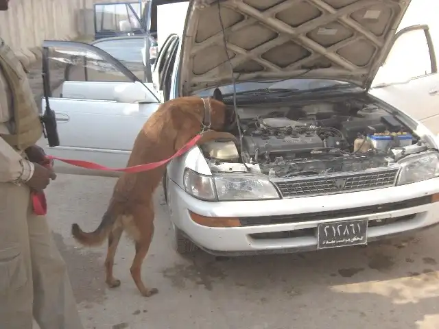 Explosive detection dogs in Gao, Mali