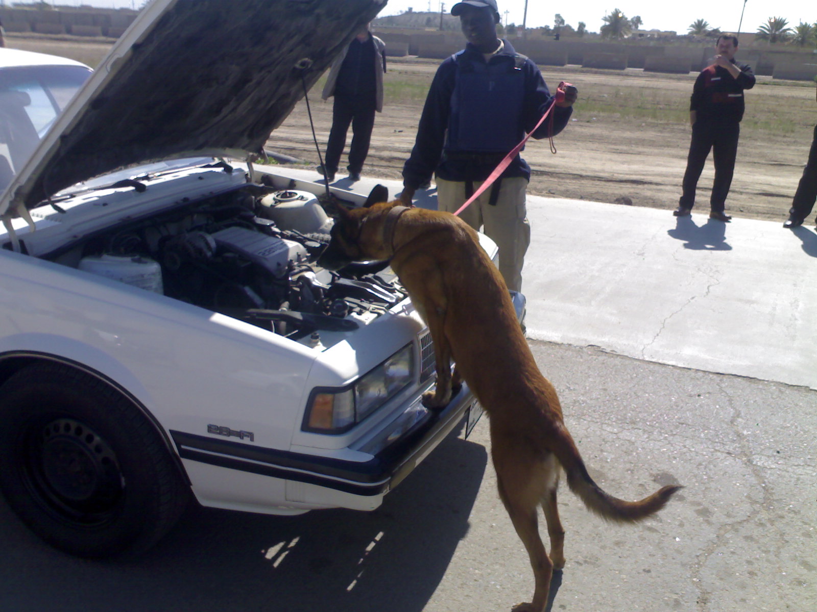 Detection dogs in Afghanistan