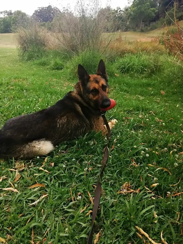 Bomb dog tracks poachers