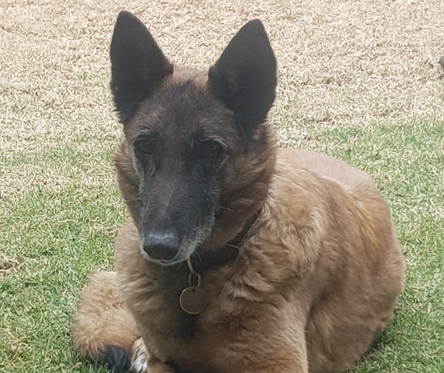 Rehoming a working dog