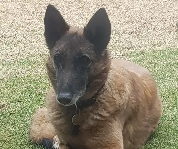 Rehoming a working dog