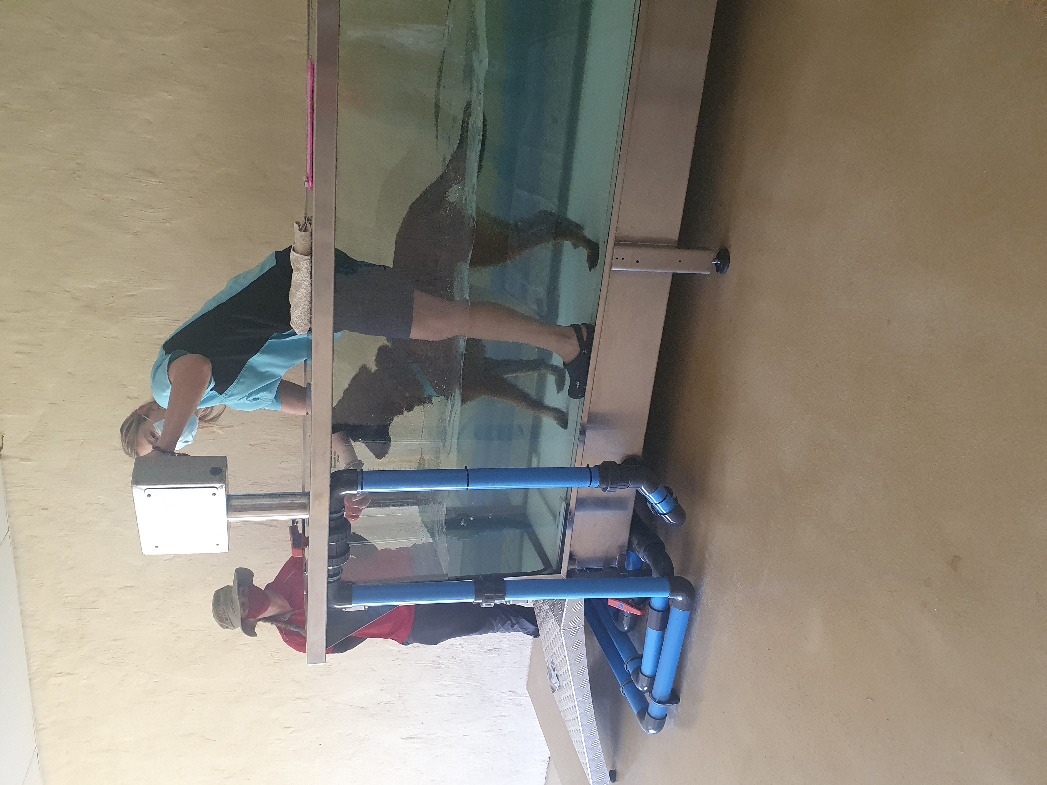 Rehabilitation for explosive detection dog Lux