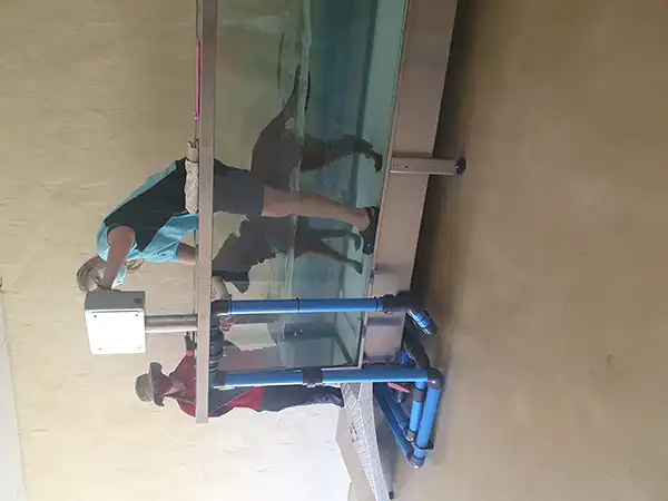 Rehabilitation for explosive detection dog Lux