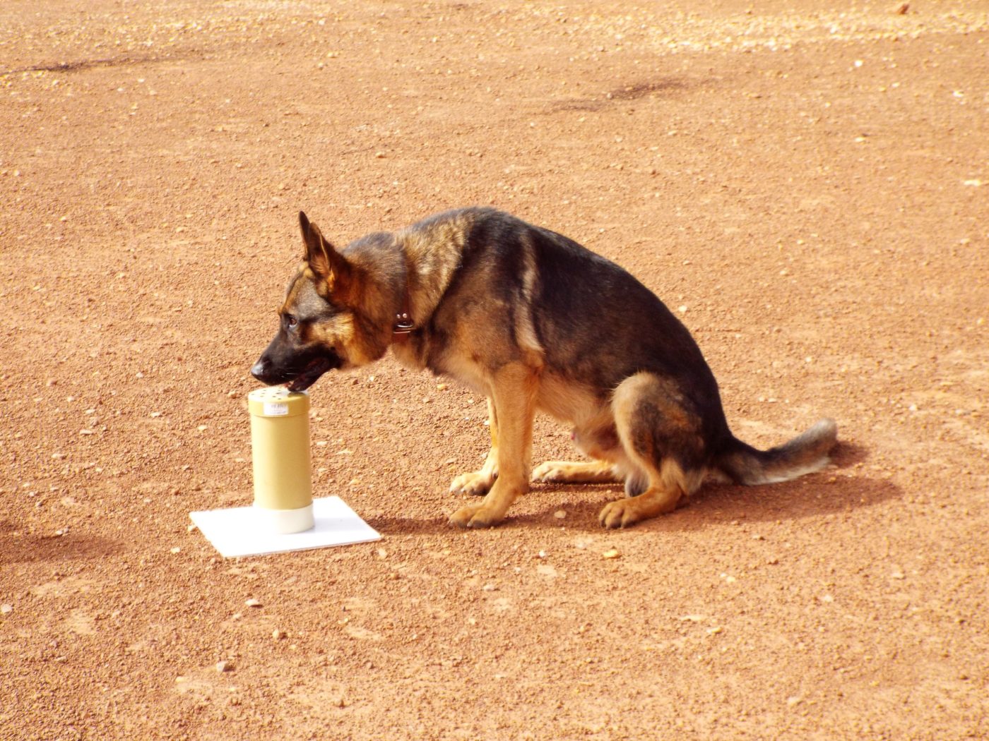 Celebrating Digital Media Detection Dogs