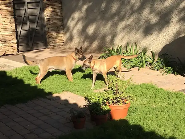 What happens to sniffer dogs when they retire?