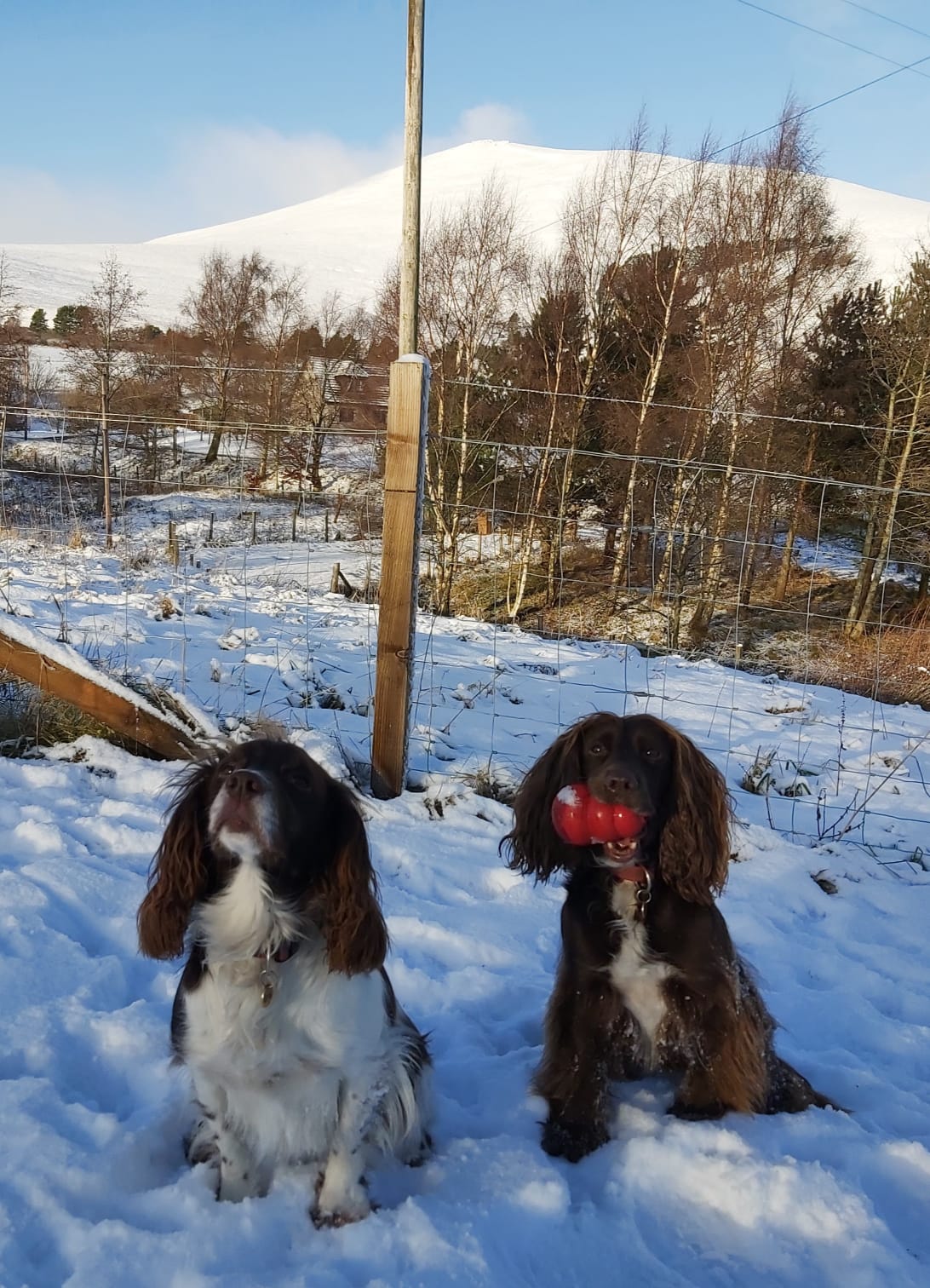 Keeping dogs safe in winter