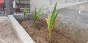 Somalia vegetable garden 