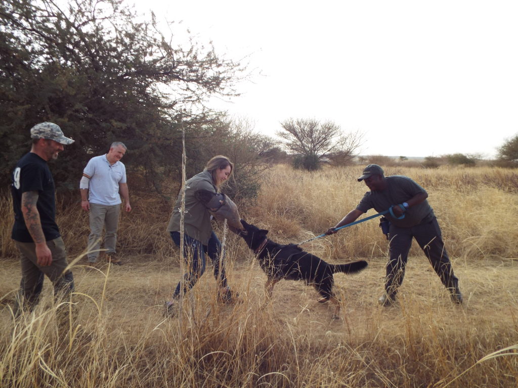 Project Executive Kelly Durnan with a dog doing bite training