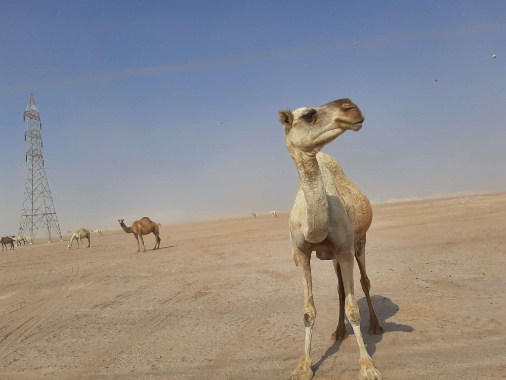 Camels in the desert of Kuwait