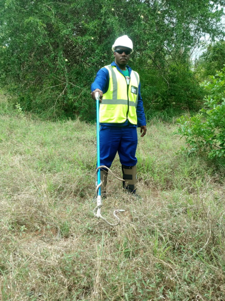 Deadly snake in Mozambique