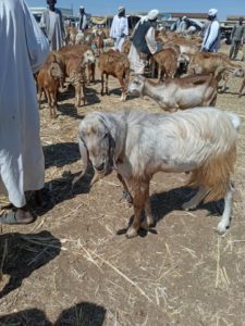 An image of a calleda tribe of goats that is part of the livestock donations for the recipients of Global Gallop support in Sudan 